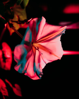 Xavier Antoinet - Photography