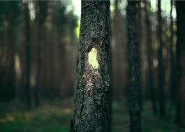 Xavier Antoinet - Photography