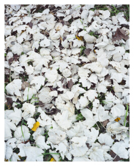 Xavier Antoinet - Photography