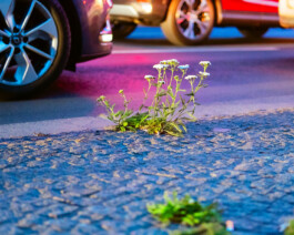 Xavier Antoinet - Photography