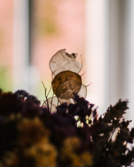 Xavier Antoinet - Photography